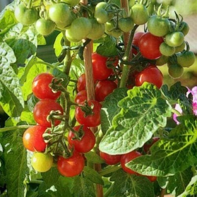 KNESSiN Tomato Sweet Aperitif Cherry Seed(1250 per packet)