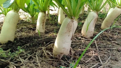 VINTI Minowase | Organic Asian Radish Seed(1500 per packet)