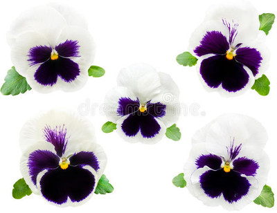 Mozette Exotic viola Seed(33 per packet)