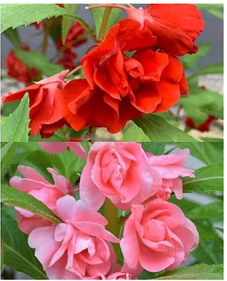Aywal Balsam Multicolor Flower Seed(90 per packet)