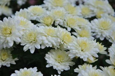 Qualtivate KGF -415 Chrysanthemum/Sevati/mums/chrysanths Yellow Center Fusion White Seeds Seed(25 per packet)