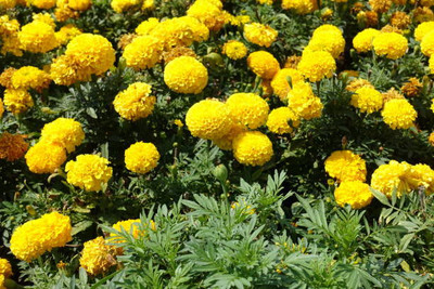 Mewar Impex marigold,gende ka phool seeds Seed(21 per packet)