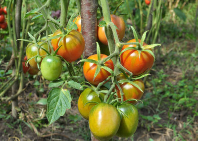 Deshi Nushke tomato Seed(95 per packet)