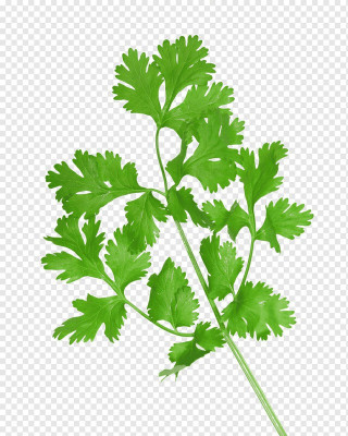 SeedHaven Coriander fresh organic seeds Seed(100 per packet)