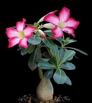 Qualtivate LX-561 High Germination Rate Desert Rose -Adenium Seed(30 per packet)