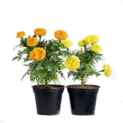 jkfarm Marigold Flower, Genda Phool Seed(85 per packet)