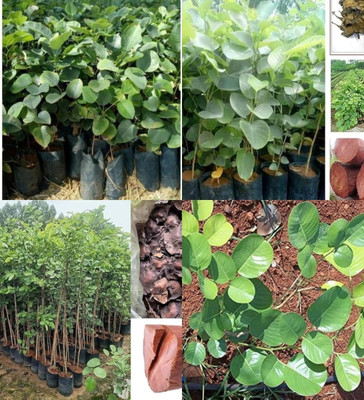 ibains red sandalwood tree seeds chandan beej 7 Seed(7 per packet)