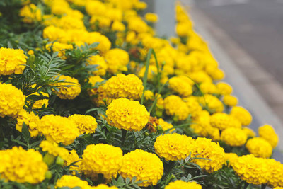 PETBUDDIES WORLD marigold/gende ka phool flower seeds Seed(75 per packet)