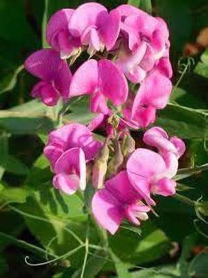 KANAYA Sweet Pea Mixed Color Seeds For home Gardening Seed(70 per packet)
