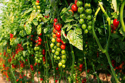 ALPINE HYBRIDE SEEDS tomato Seed(35 per packet)