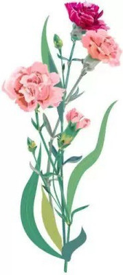 Aro Carnation Seed(108 per packet)