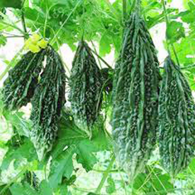 SREE bitter gourd seeds/ ucche seeds/bitter guard seeds Seed(25 per packet)