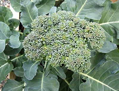 Qualtivate RES-7A Calabrese Green Broccoli Seeds Seed(300 per packet)