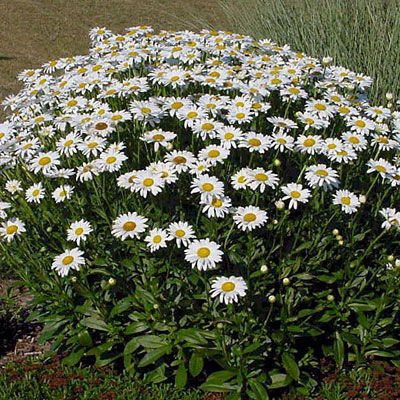 VibeX VXI-53 - Namaqualand Daisy - (60 Seeds) Seed(60 per packet)