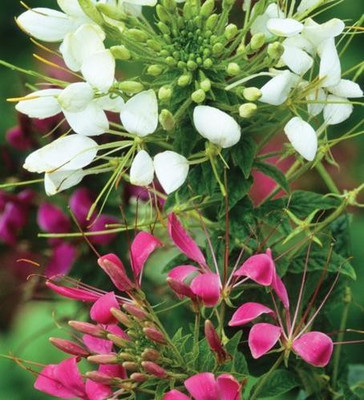 Paudha Cleome spinosa mix Seed(21 per packet)