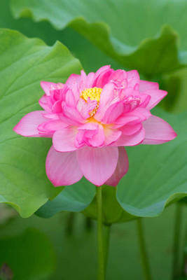 AGRODAK lotus,kamal gatta Seed(11 per packet)