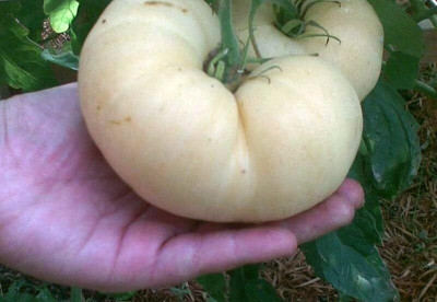 Biosnyg Organic Beefsteak White Tomato Vegetable Seeds For Planting - (2000 Seeds) Seed(2000 per packet)