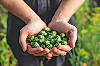 WILLVINE TLX-296 Cucamelon Mexican Mini Watermelon Seed(100 per packet)