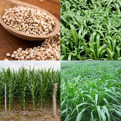 isarkars ™ Sweet Sudan Fodder, Multicutting grass For Cow/goat/buffaloes Seed(1200 per packet)