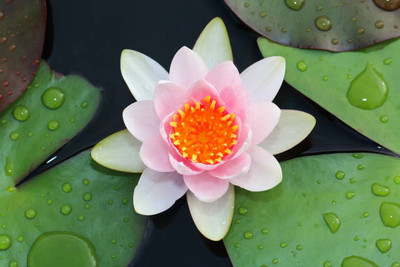 Boopow lotus,kamal gatta Seed(10 per packet)