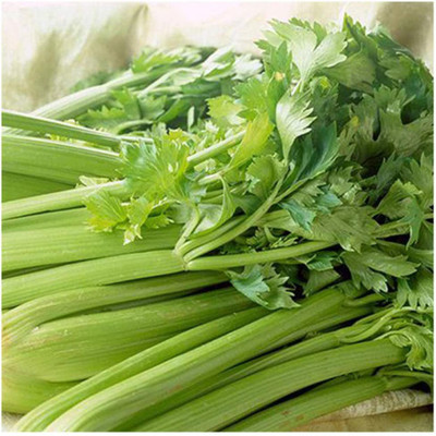 CYBEXIS F1 Hybrid Four Seasons Celery Seeds2800 Seeds Seed(2800 per packet)