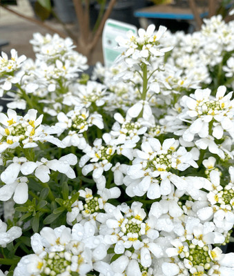 CEZIUS Iberis ‘Candy Tuft’ Seed(60 per packet)