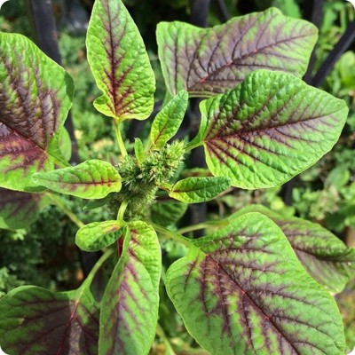 Quentova Red Leaf Amaranth Callaloo Chinese Spinach-SWAT-7N Seed(250 per packet)