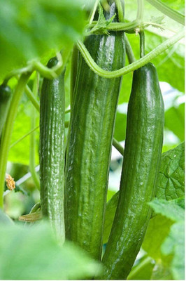 CYBEXIS CUCUMBER CARMEN F1 (GREENHOUSE) Seeds2000 Seeds Seed(2000 per packet)