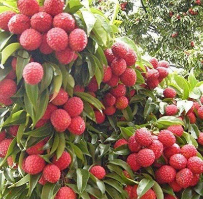 Oliver litchi,lichi.lichyee Seed(14 per packet)