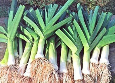 TRICONE Onion Seed(150 per packet)