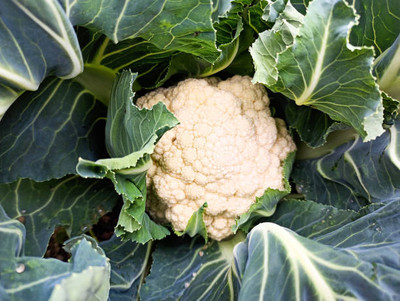 Viscount white cauliflower,gobhee seeds Seed(20 per packet)