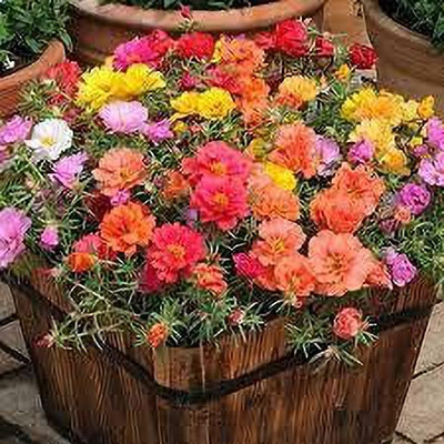 ACCELCROP 65 'o Clock Flower Seed(110 per packet)
