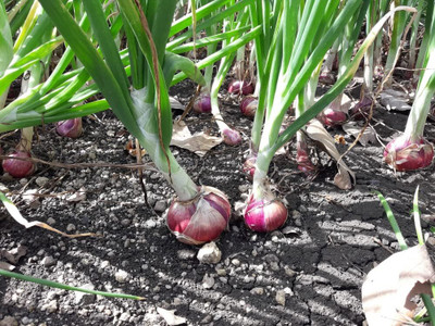 WILLVINE PUSA -IV Red Shortday Burgundy Onion Seeds [50g] Seed(30000 per packet)