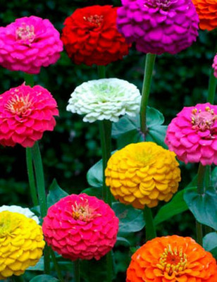 CEZIUS Flower Seeds For Home Gardening Zinnia Lilliput Mixed Seed(100 per packet)