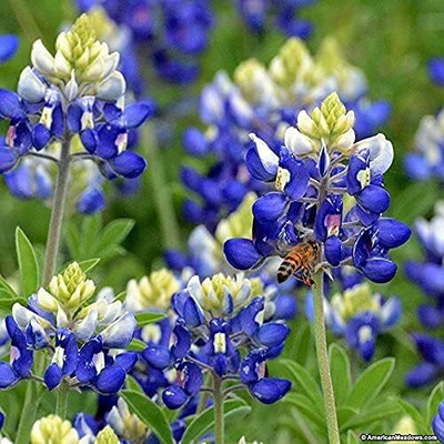 Qualtivate PUA-1A Native Texas Bluebonnet Sage Seed(100 per packet)