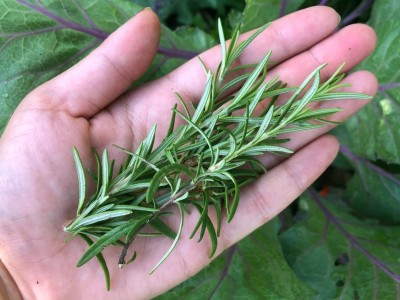 Quentova Rosemary Perennial Culinary Herb-HQ-22Y Seed(100 per packet)