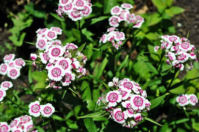 ACCELCROP Dianthus F1 Mix Garden Dwarf Flower Seed(40 per packet)