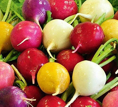 Qualtivate GBPT-6A Colorful Radish Seed Mix Seed(300 per packet)