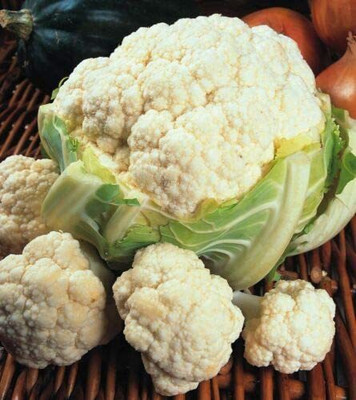 CYBEXIS Hybrid Seeds of Vegetable Cauliflower Candid Charm2000 Seeds Seed(2000 per packet)