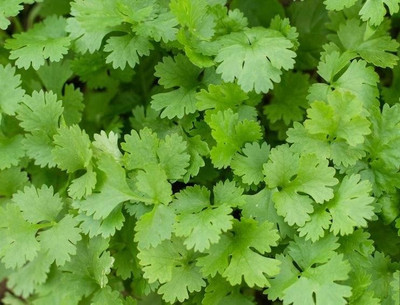 CEZIUS हरा धनिया Organic Cilantro/Coriander-b9N Seed(190 per packet)