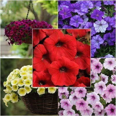 CYBEXIS Petunia - Shock Wave Collection F1 - Flower Seeds Seed(1 g)