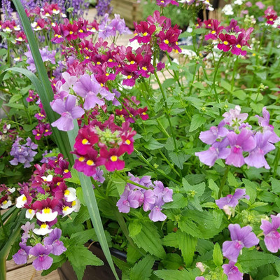 LPR NEMESIA Seed(120 per packet)