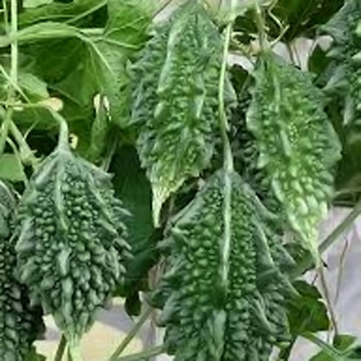 SREE bitter gourd seeds/ ucche seeds/bitter guard seeds Seed(25 per packet)