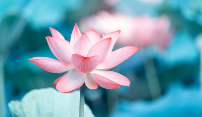 AllThatGrows lotus,kamal gatta Seed(11 per packet)
