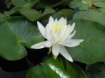 Aro Lotus, Kamal Seed(14 per packet)