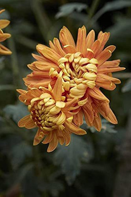 CYBEXIS Chrysanthemum Red colour F1 Hybrid Seeds Seed(1 g)