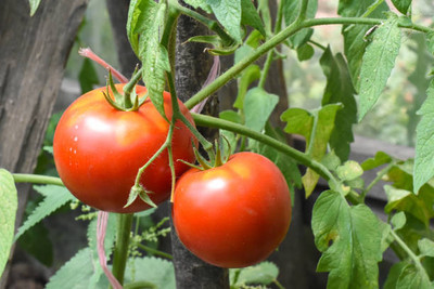 ARYAN EVERGREEN tomato Seed(70 per packet)