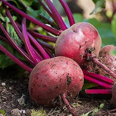 BJUBAS beetroot seeds for planting pack of 67 Seed(67 per packet)