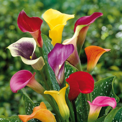 zabbus Calla lily Flower Bulbs for Winter Season Mixed Seed(5 per packet)