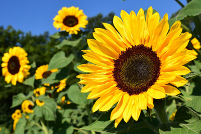 seedx Sunflower Seed(25 per packet)